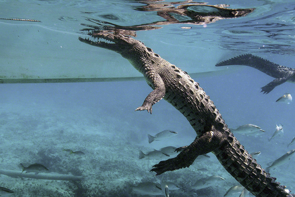 American-Crocodile-7.jpg