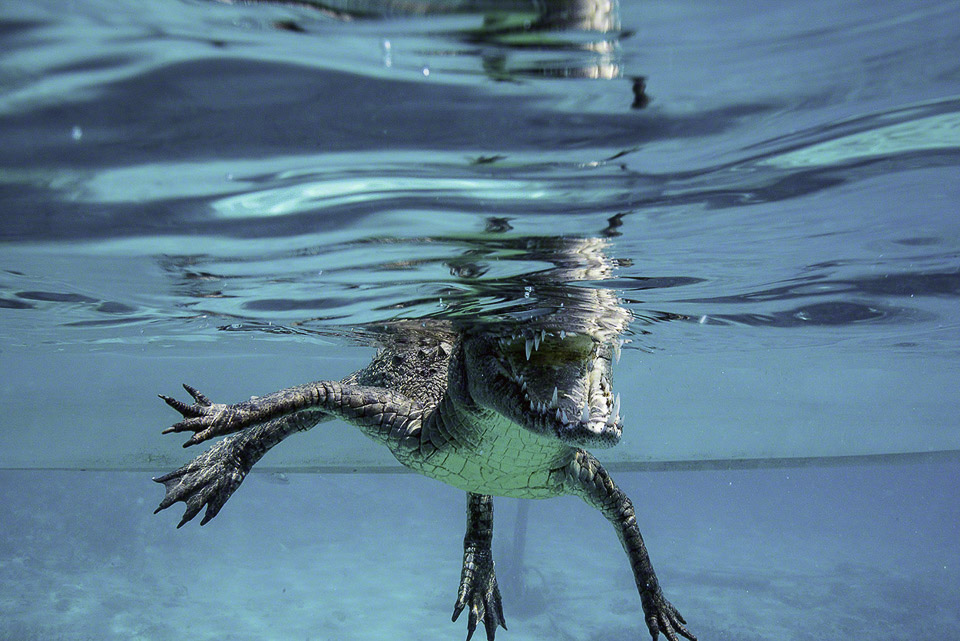 American-Crocodile-8.jpg