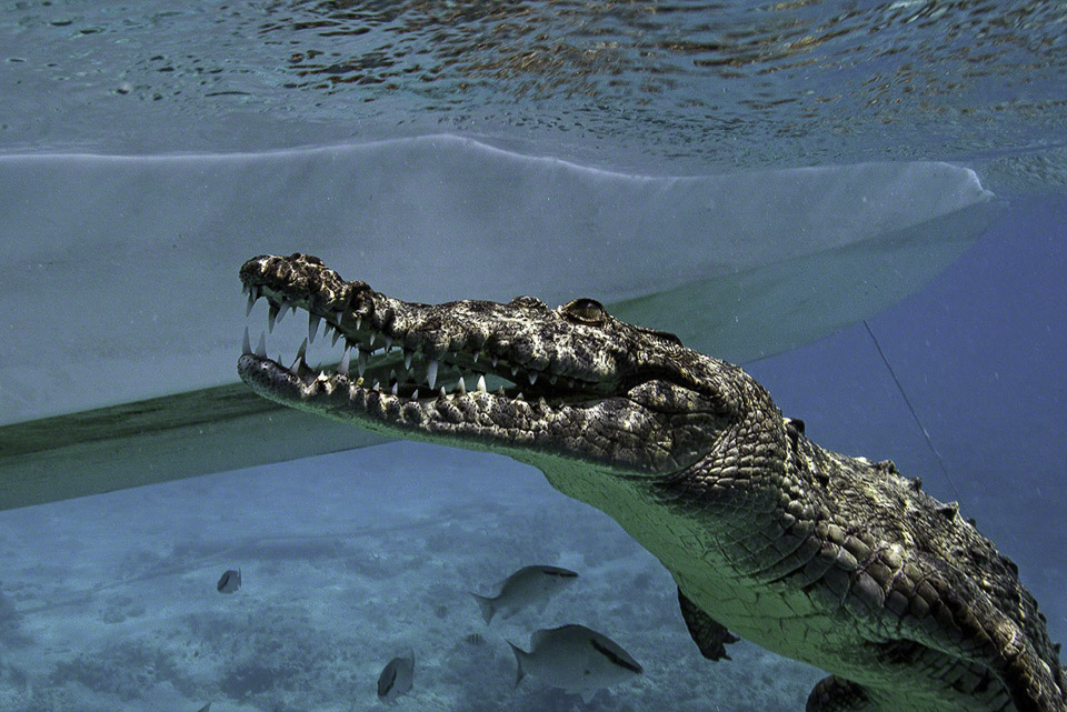 American-Crocodile.jpg