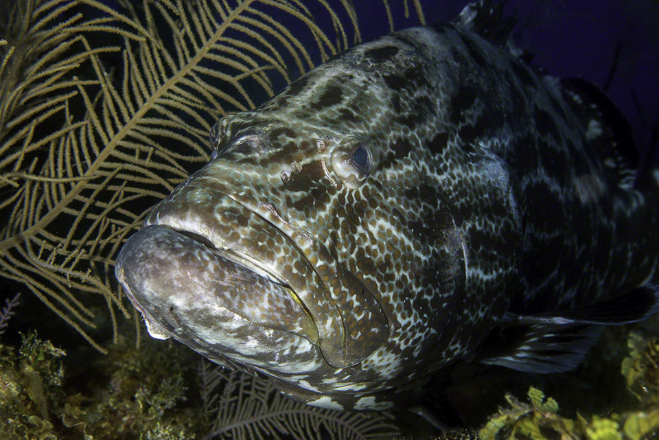 Black-Grouper-1.jpg