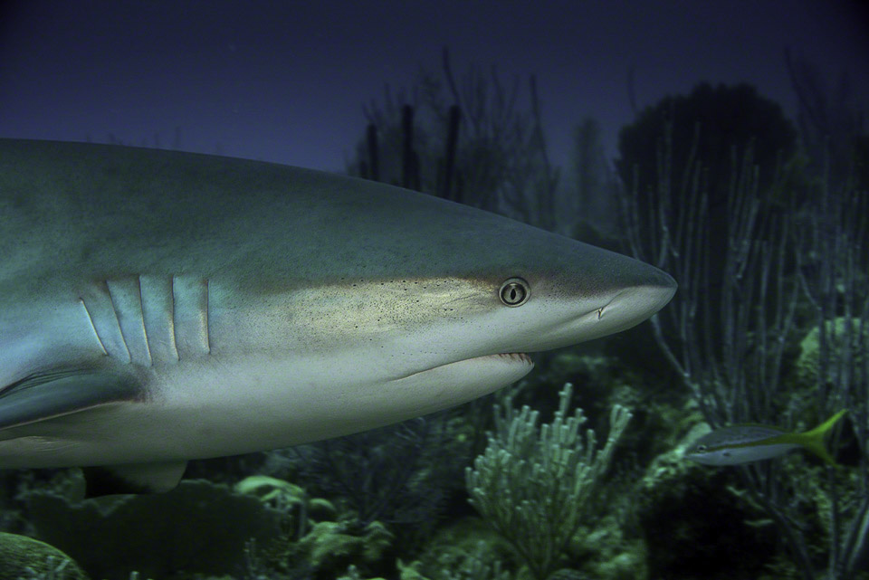 Caribbean-Reef-Shark-2.jpg