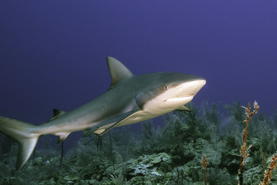 Caribbean-Reef-Shark-4.jpg