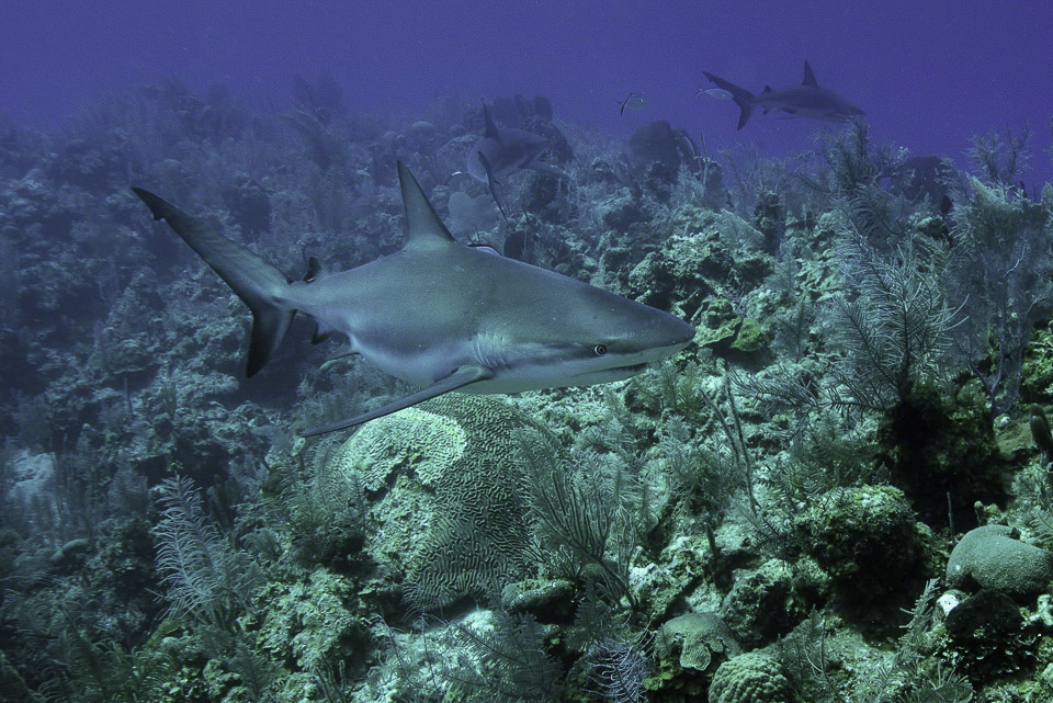 Caribbean-Reef-Shark-8.jpg