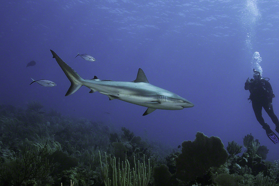 Caribbean-Reef-Shark-and-Diver-1.jpg