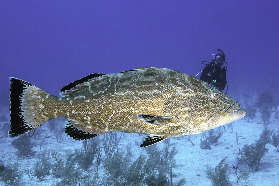 Diver-and-Black-Grouper-1.jpg