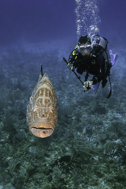 Diver-and-Black-Grouper.jpg