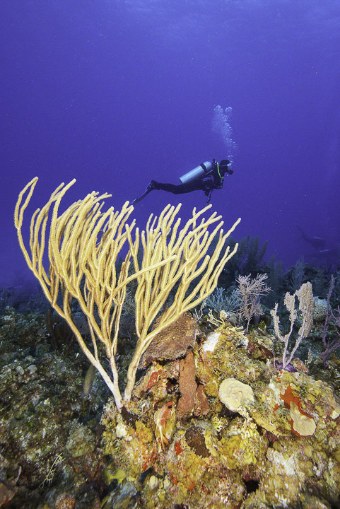 Diver-and-Gorgonia.jpg