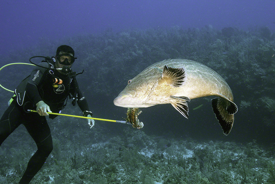 Feeding-Black-Grouper-1.jpg