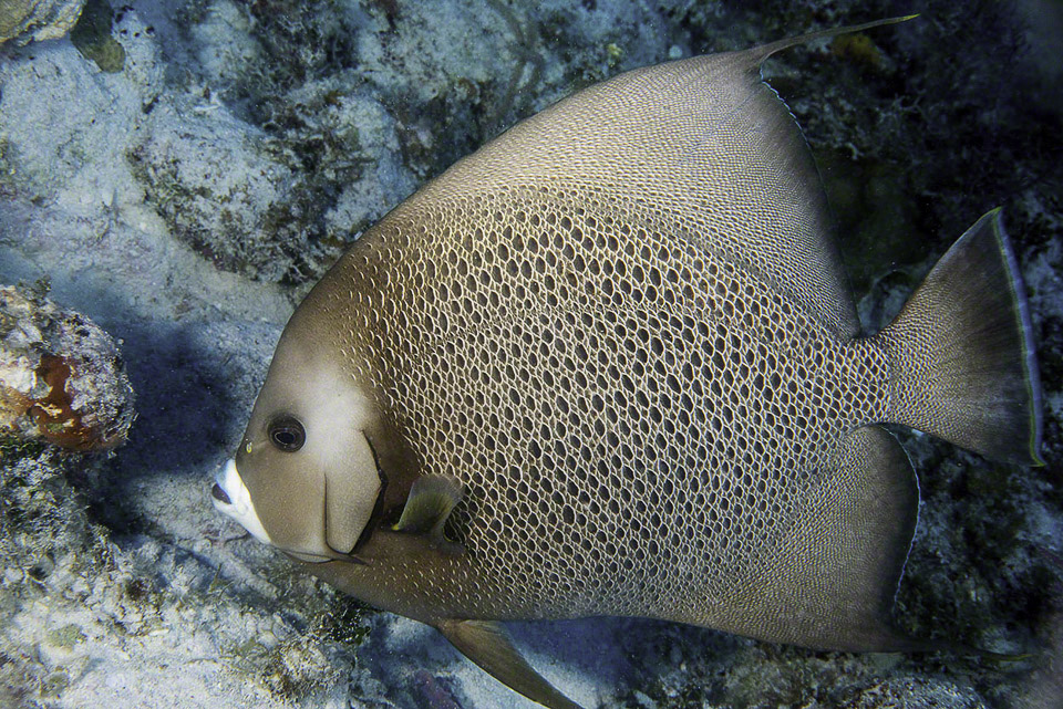 Gray-Angelfish.jpg