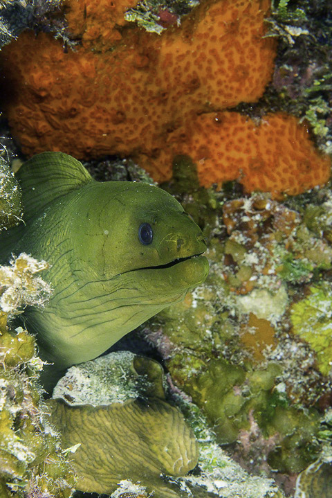 Green-Moray-Eel-1.jpg