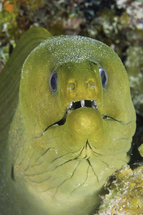 Green-Moray-Eel.jpg