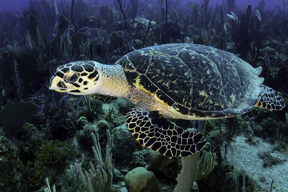 Hawksbill-Turtle-1.jpg