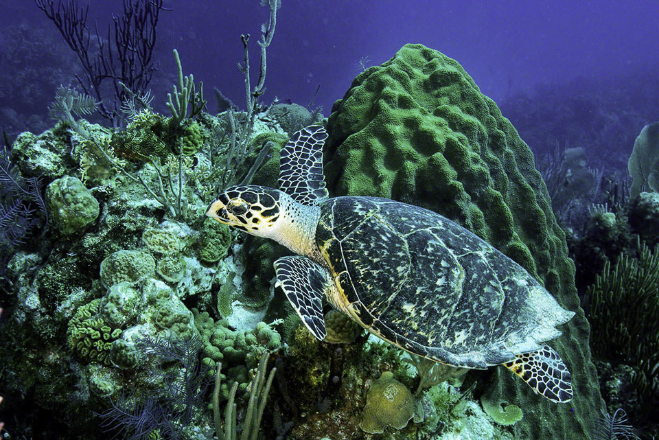 Hawksbill-Turtle.jpg