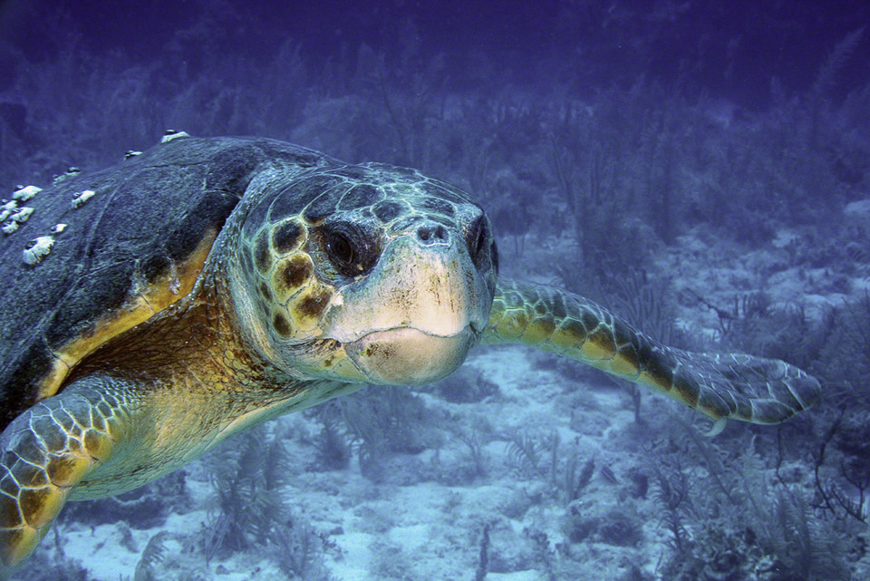 Loggerhead-Turtle.jpg