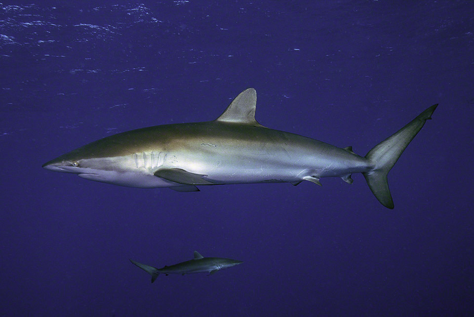 Silky-Shark-10.jpg