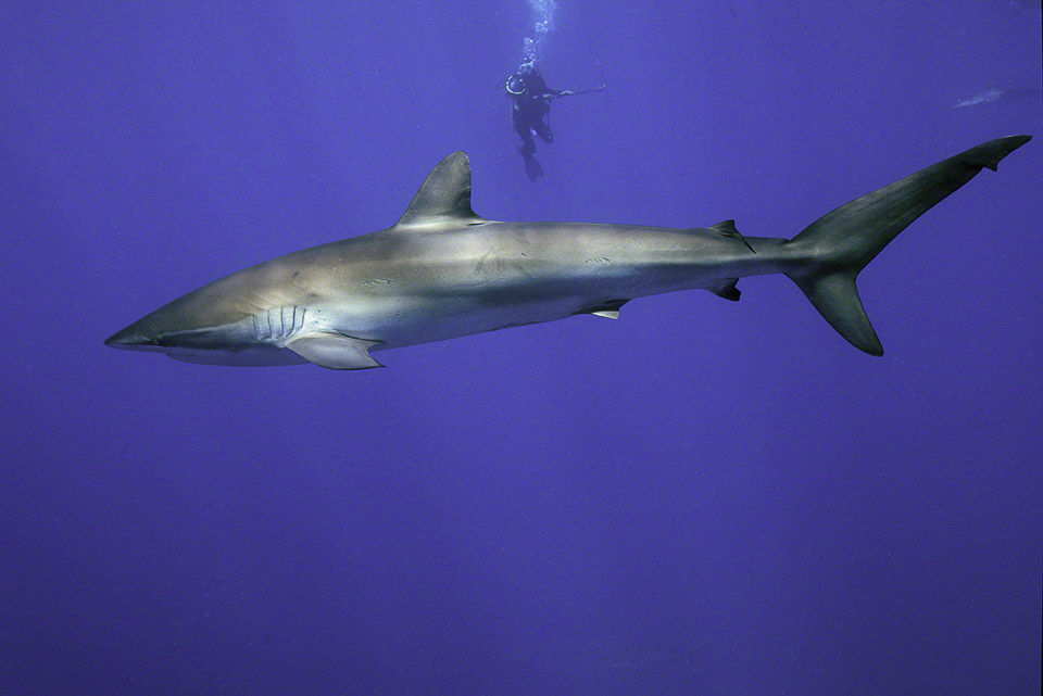 Silky-Shark-4.jpg