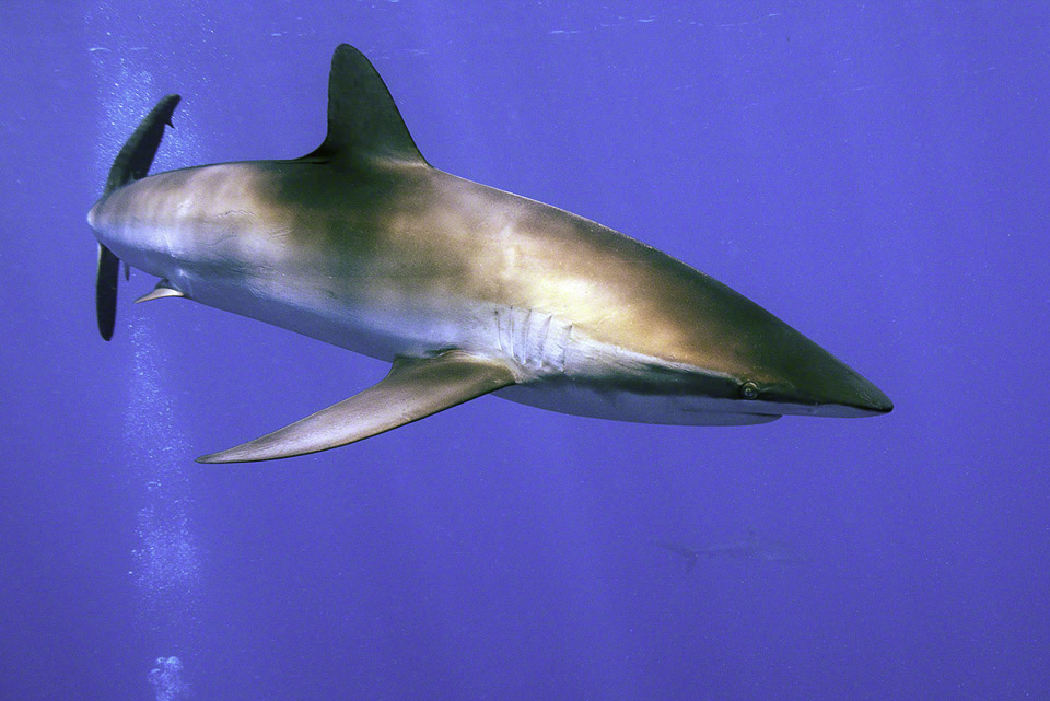 Silky-Shark-5.jpg