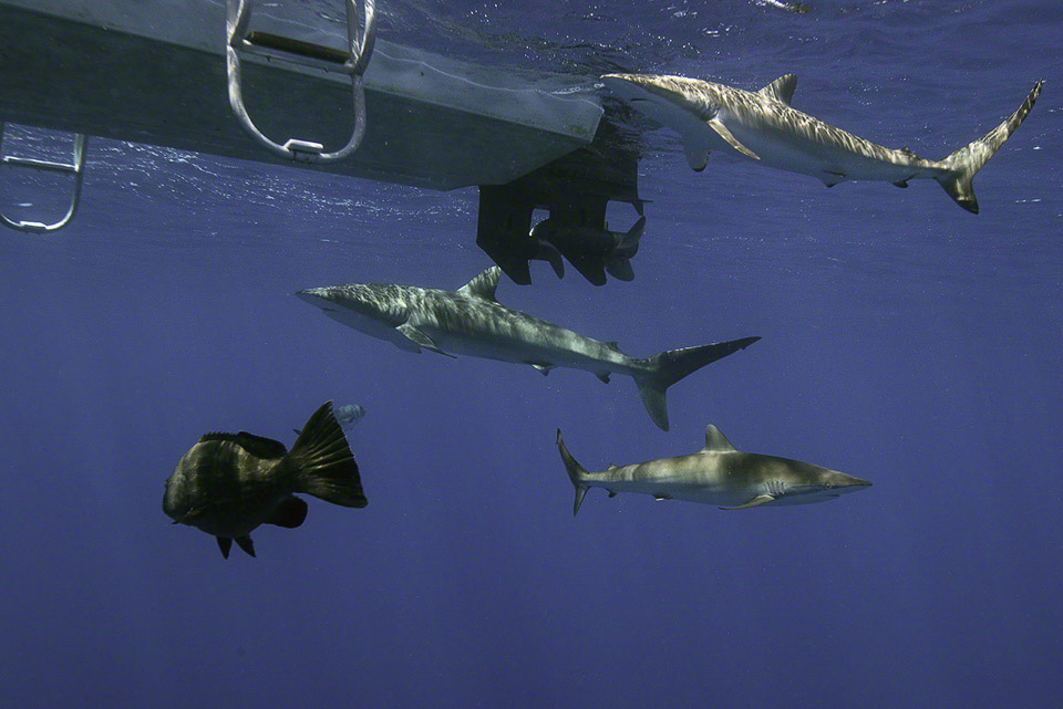 Silky-Sharks-by-Boat.jpg