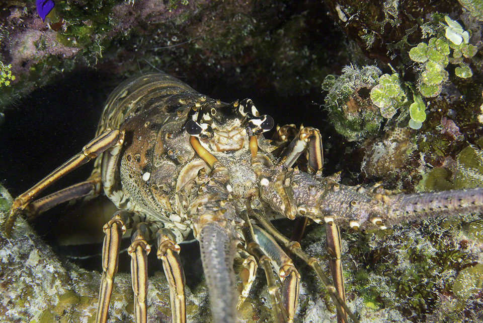 Spiny-Lobster-1.jpg