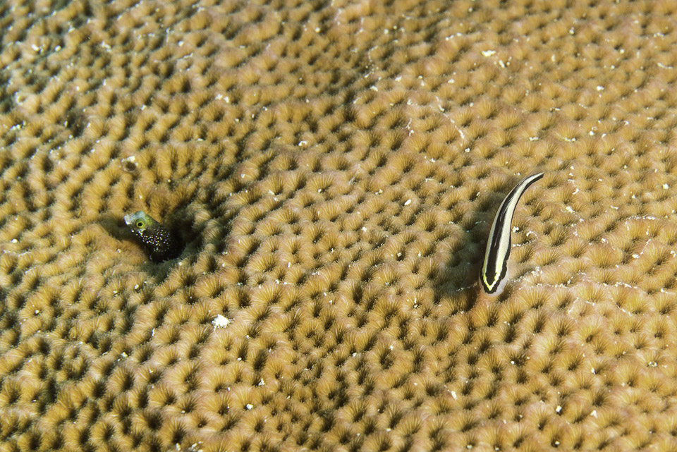 Spinyhead-Blenny-and-Cleaning-Goby.jpg