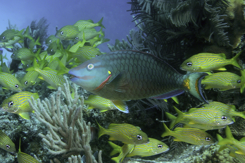 Spotlight-Parrotfish-with-French-Grunts.jpg