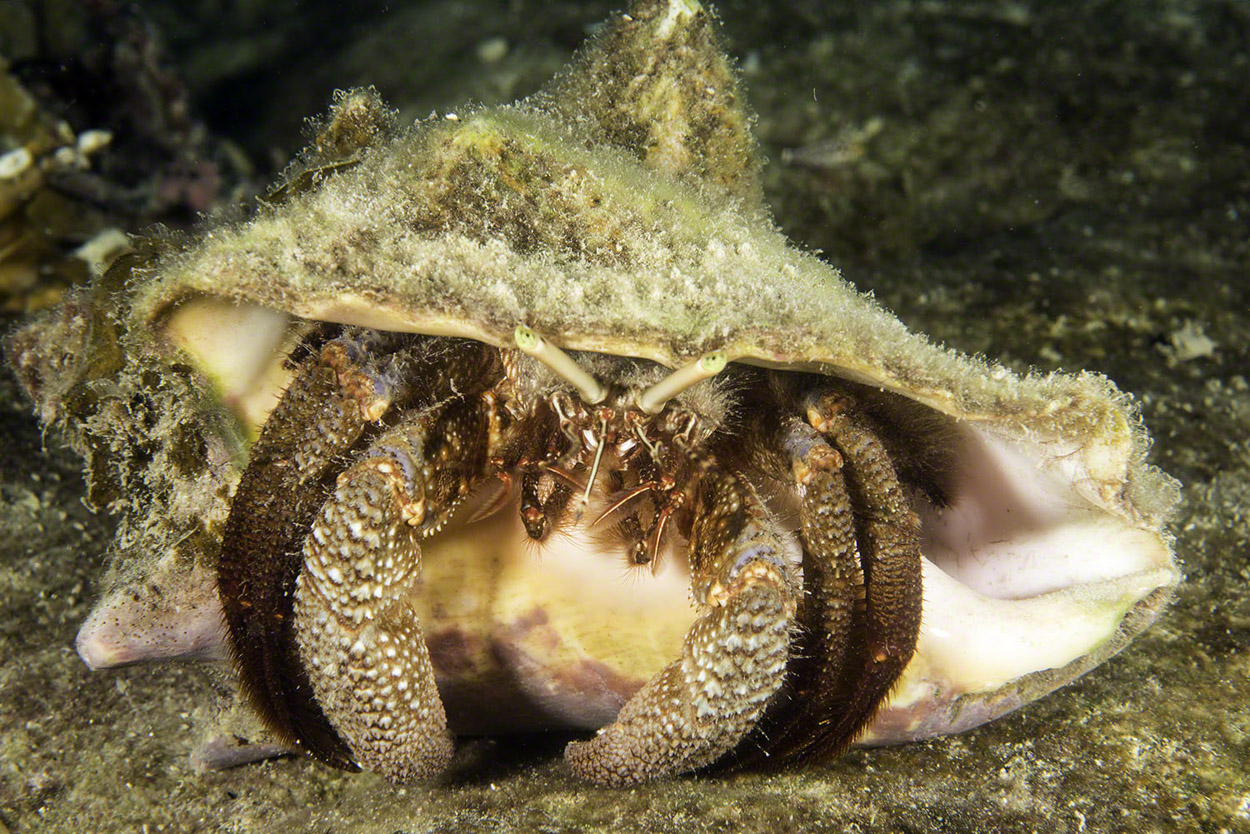 Stareye-Hermit-in-Conch-Shell.jpg