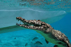 American-Crocodile.jpg