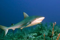 Caribbean-Reef-Shark-4.jpg