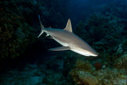 Caribbean-Reef-Shark.jpg