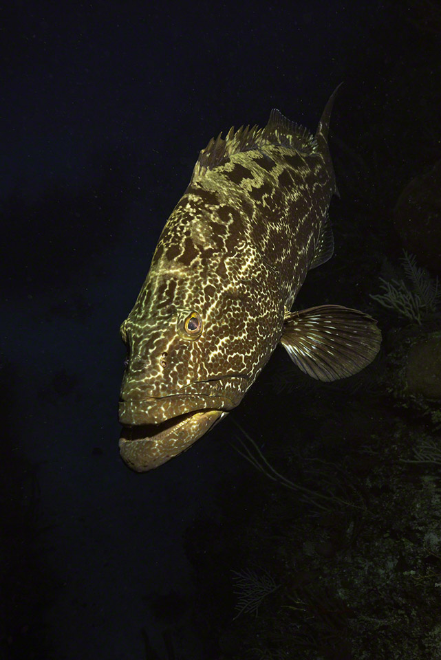 Black-Grouper-2.jpg