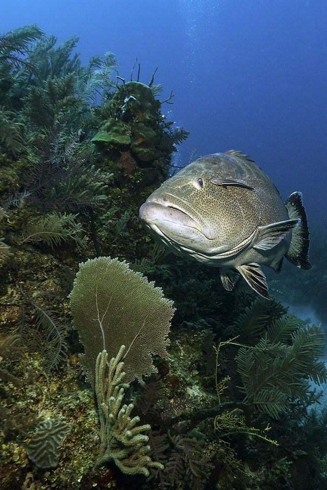 Black-Grouper-3.jpg