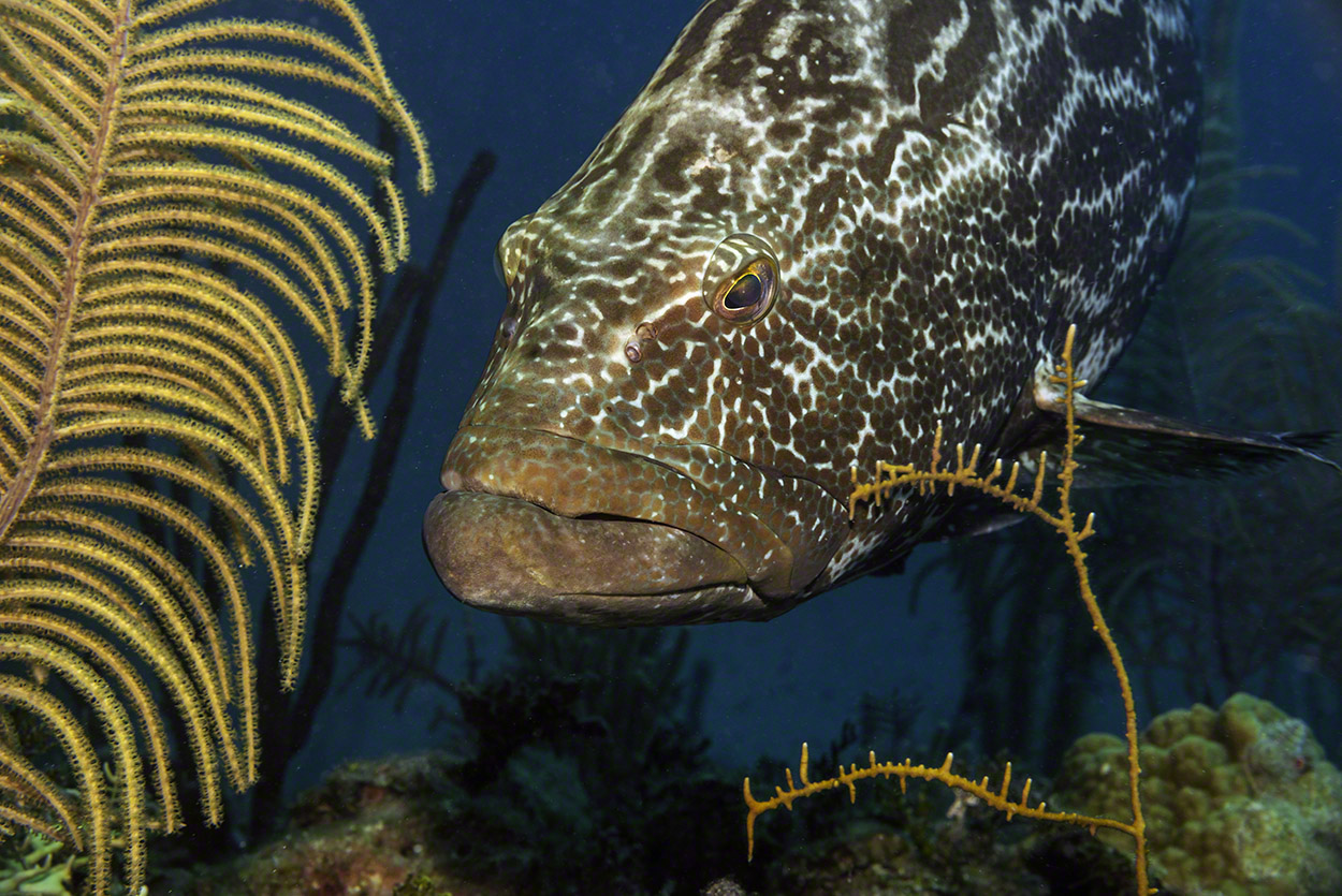 Black-Grouper-Close-Up.jpg