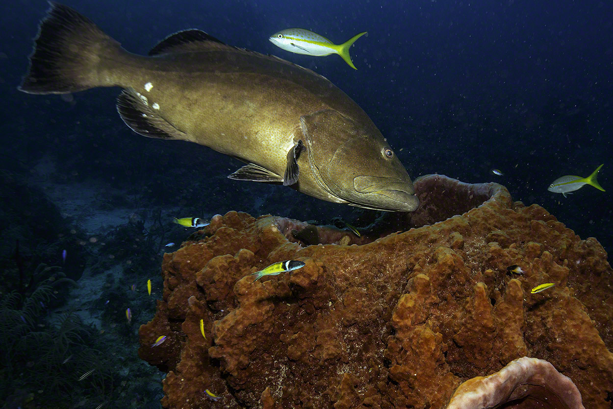 Black-Grouper-over-Barrel-Sponge-1.jpg