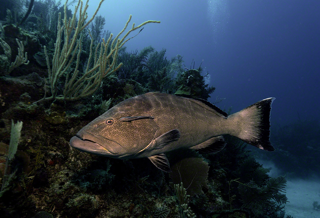 Black-Grouper-with-Sharksucker.jpg