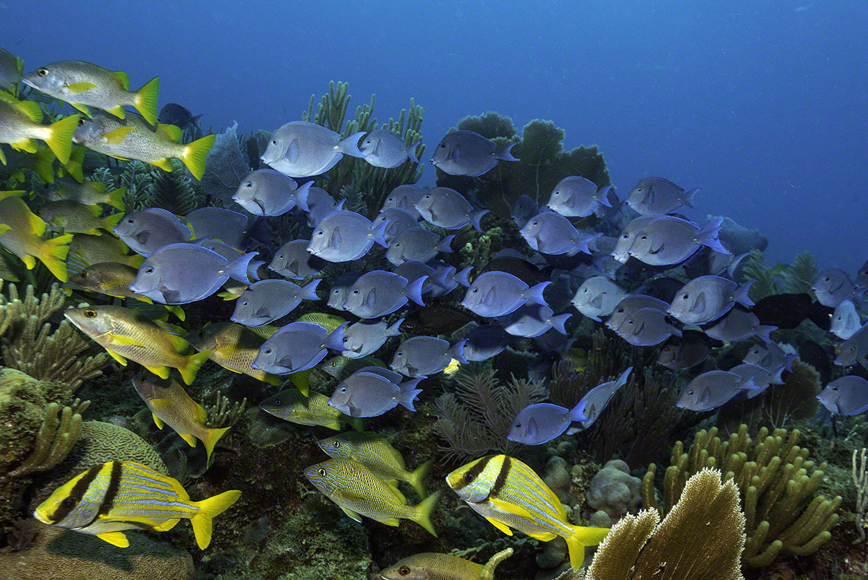 Blue-Tangs-plus-1.jpg