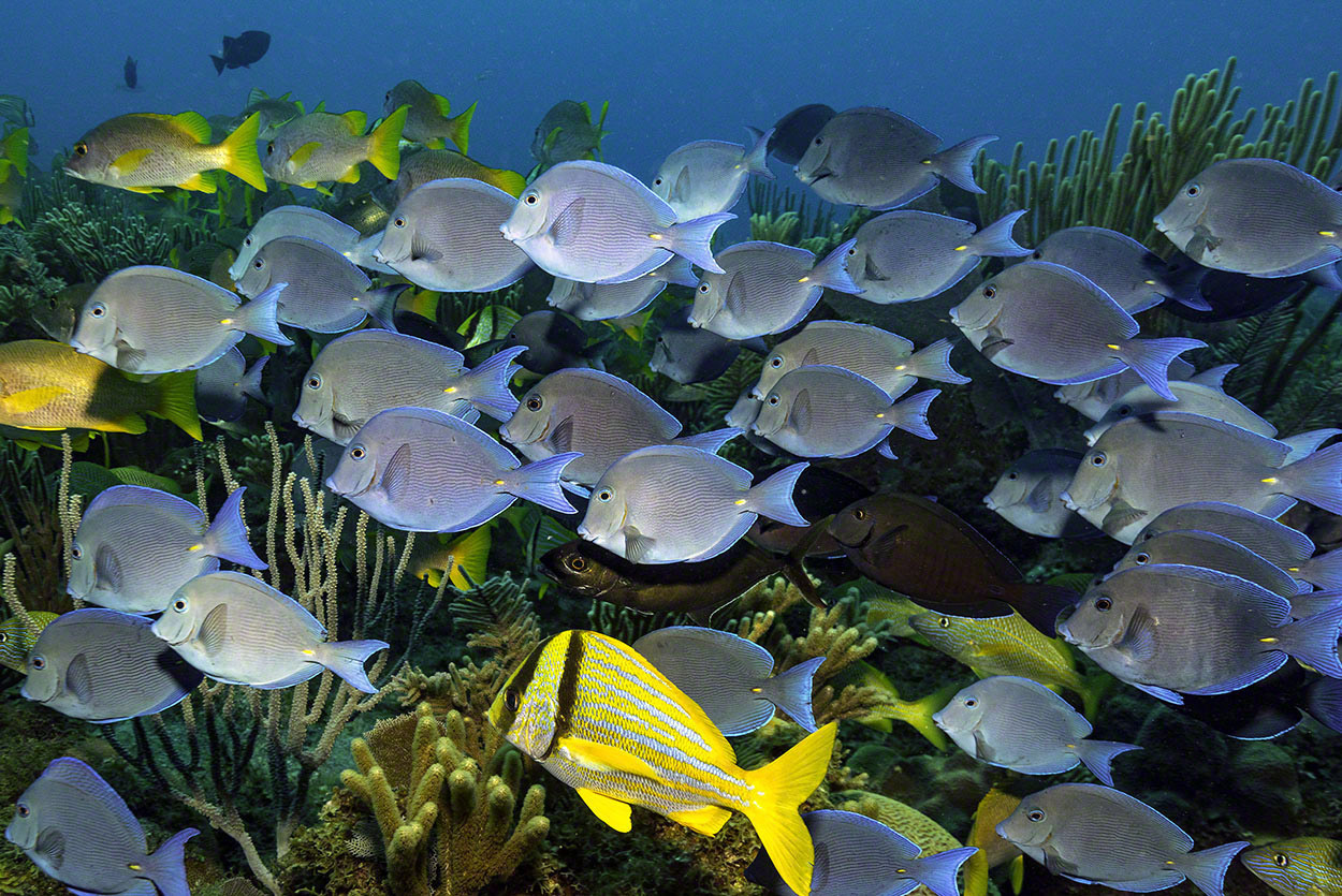 Blue-Tangs-plus.jpg