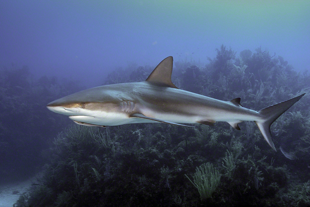 Caribbean-Reef-Shark-1.jpg