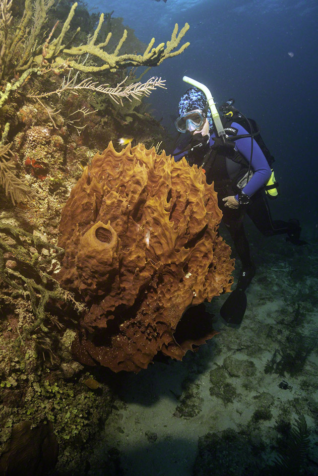 Diver-and-Basket-Sponge.jpg