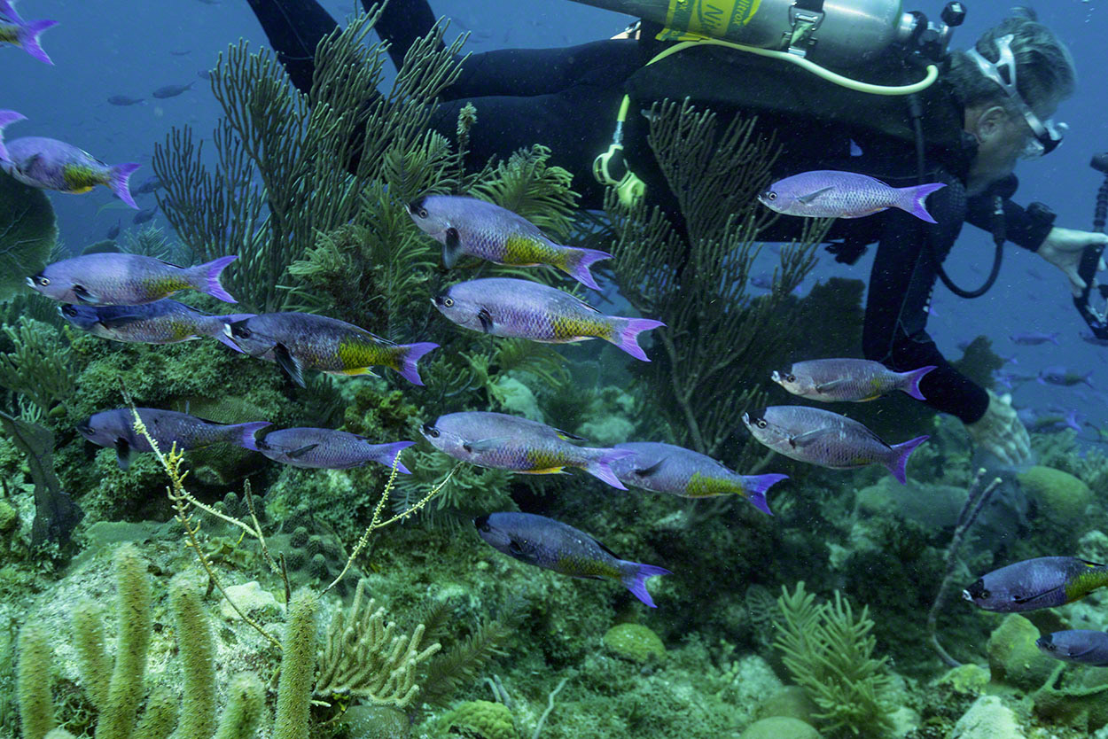 Diver-and-Creole-Wrasse.jpg