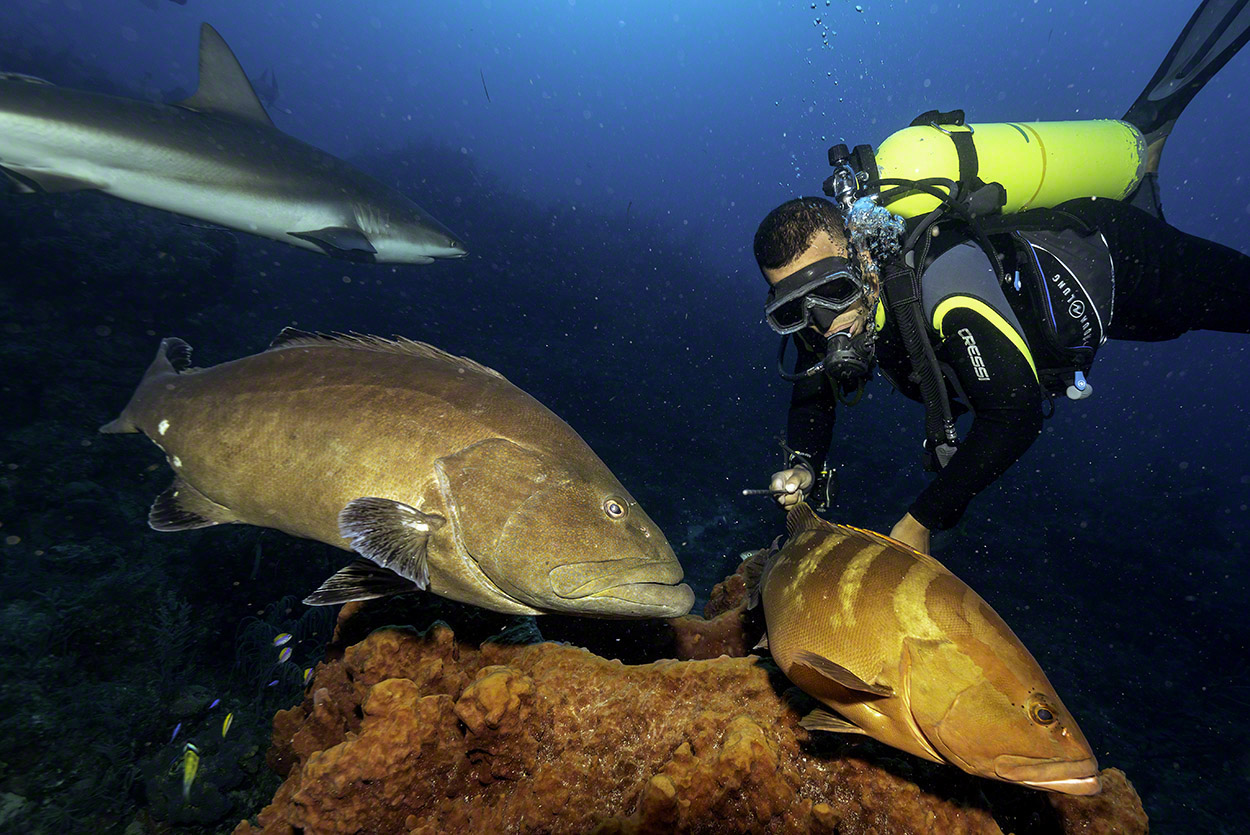 Diver-and-Groupers-over-Barrel-Sponge.jpg