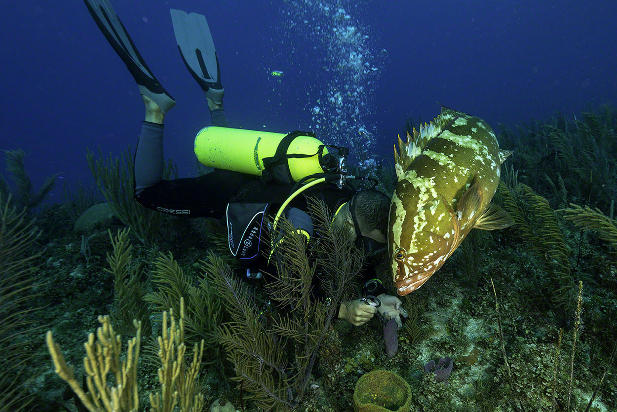 Diver-and-Nassau-Grouper.jpg