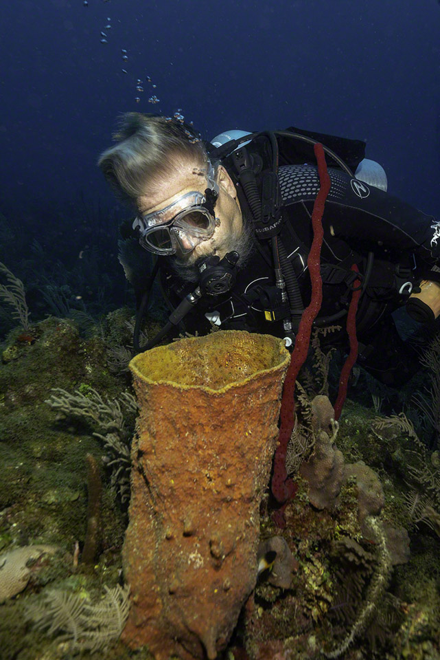 Diver-inspects-basket-sponge.jpg