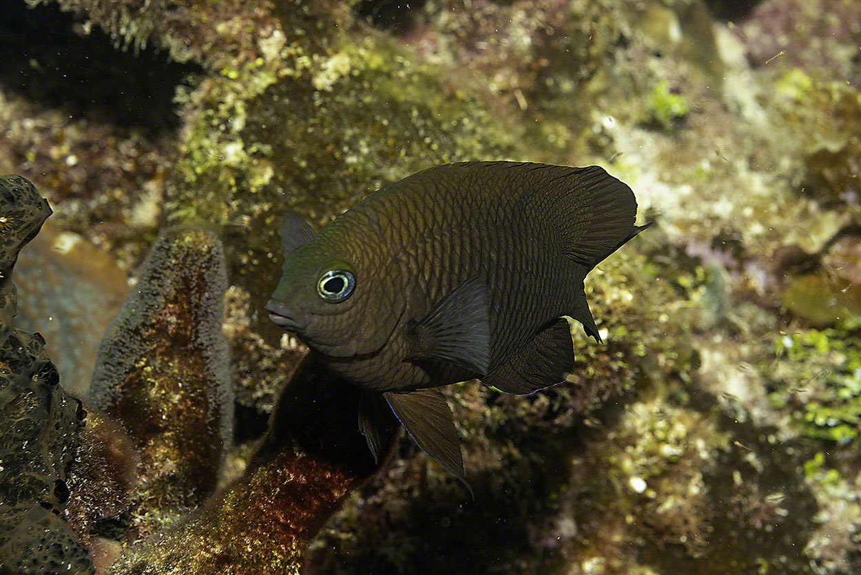 Dusky-Damselfish.jpg