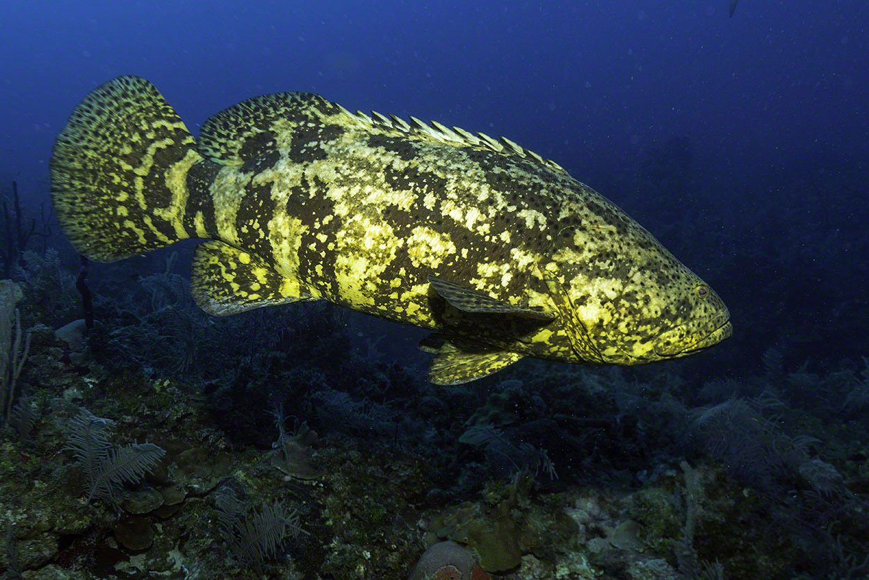 Goliath-Grouper-1.jpg