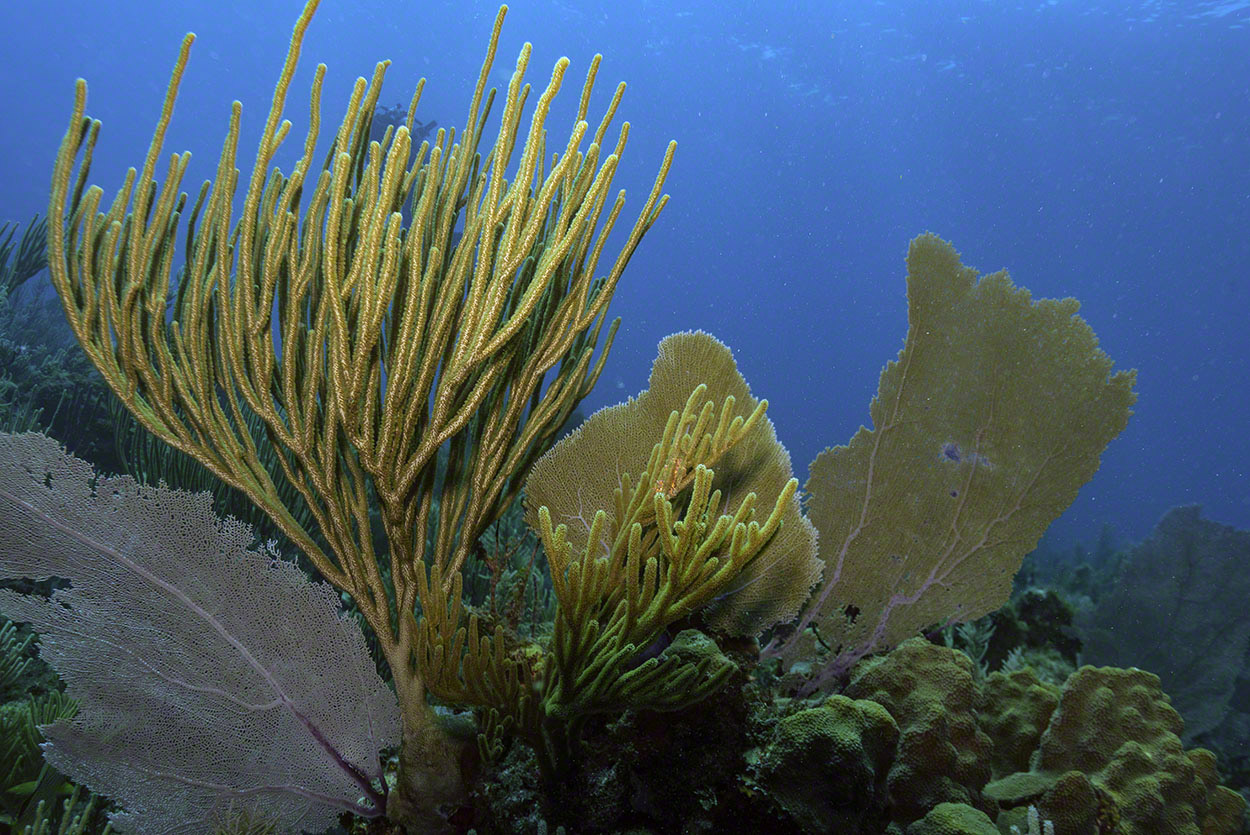 Gorgonia-and-Sea-Fans.jpg