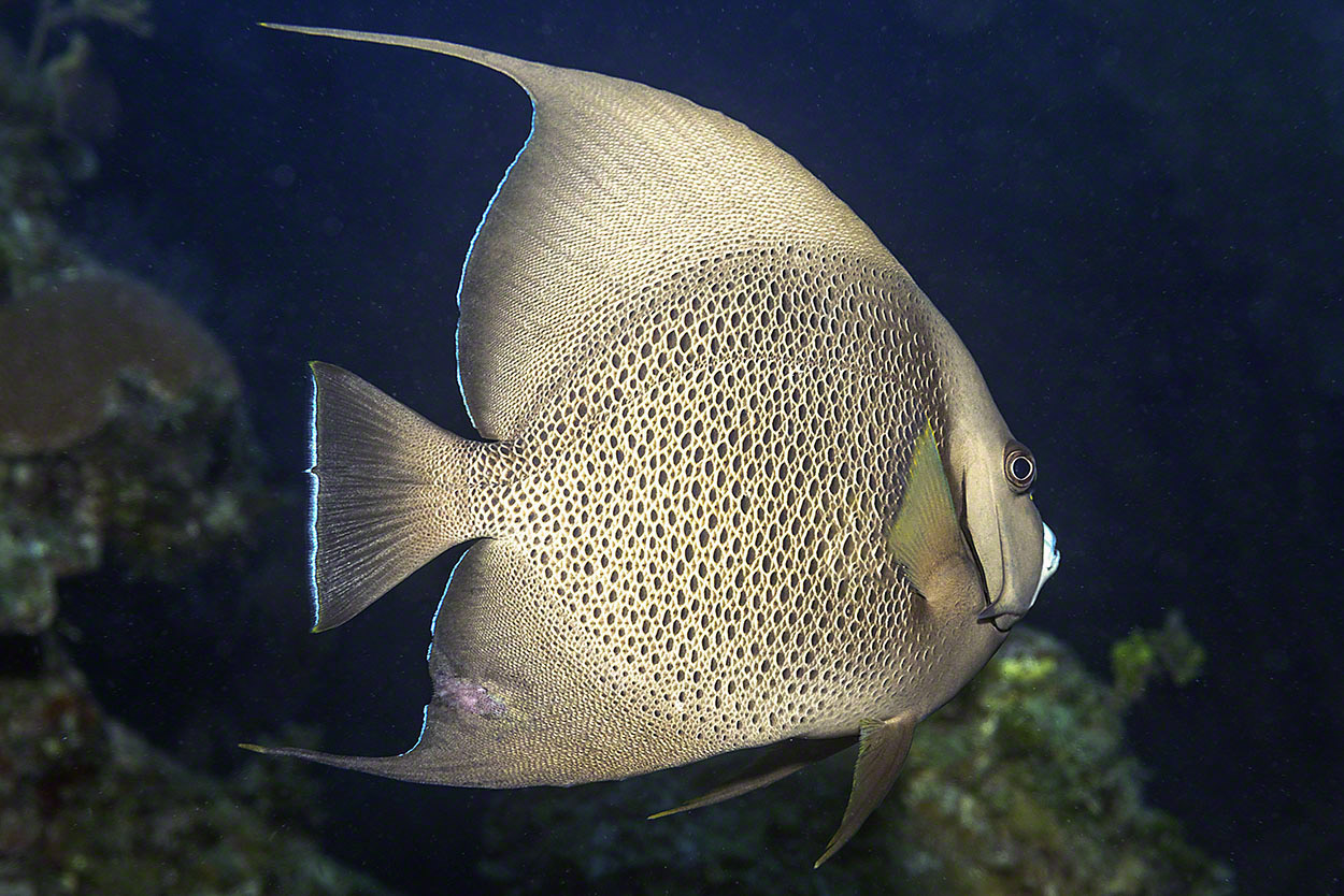 Gray-Angelfish-1.jpg