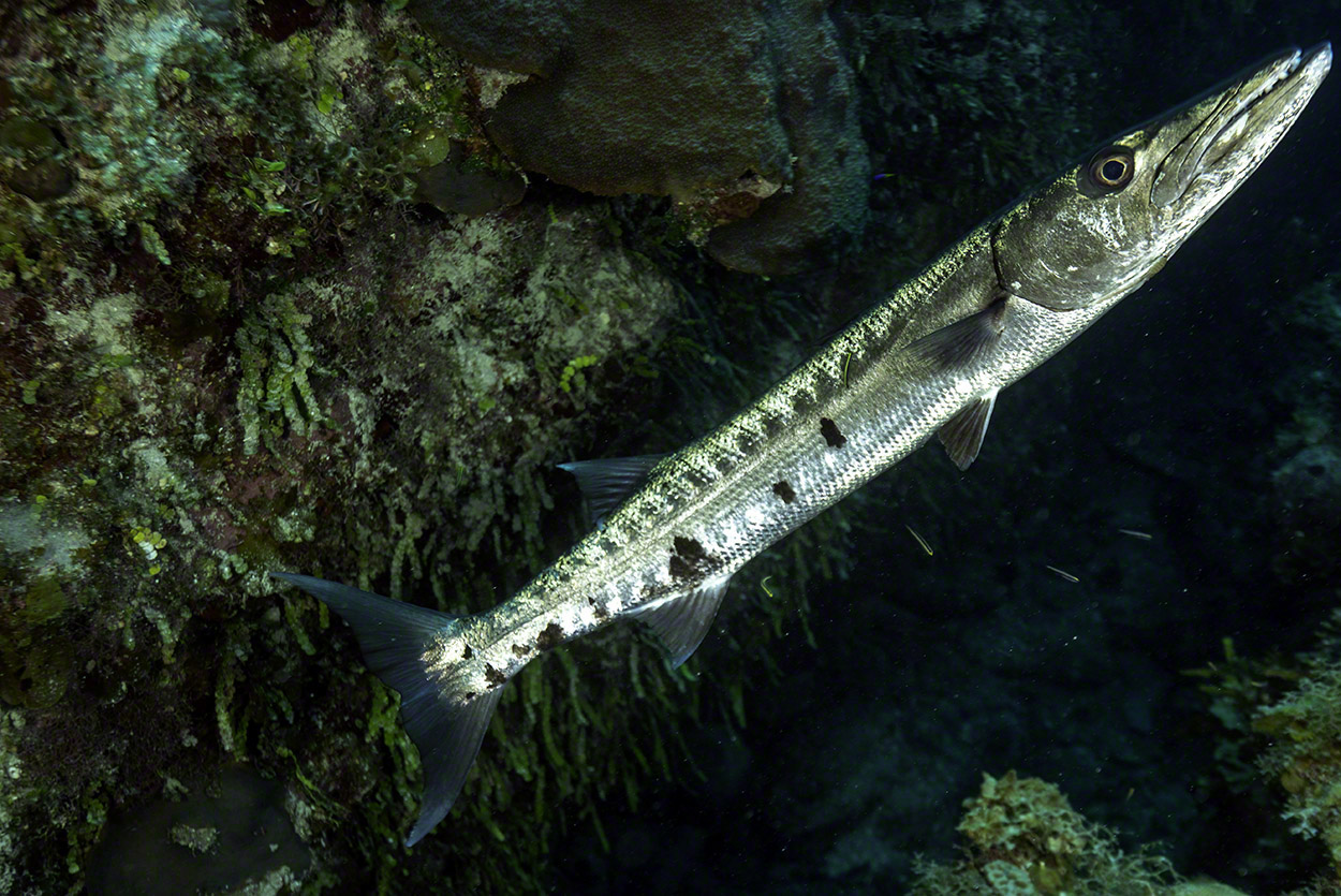 Great-Barracuda.jpg