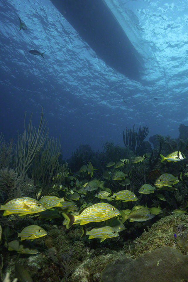 Grunts-and-Porkfish-below-boat.jpg