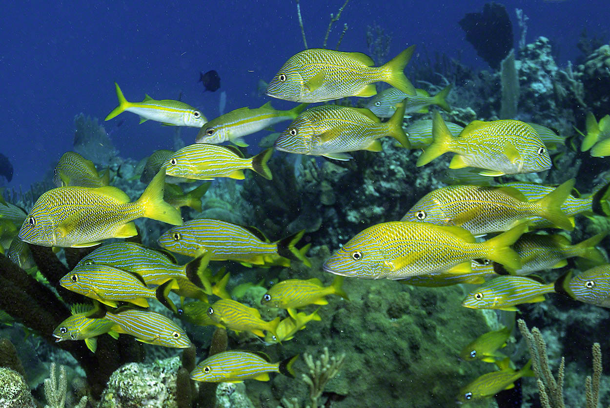 Grunts-and-Yellowtail-Snappers-1.jpg