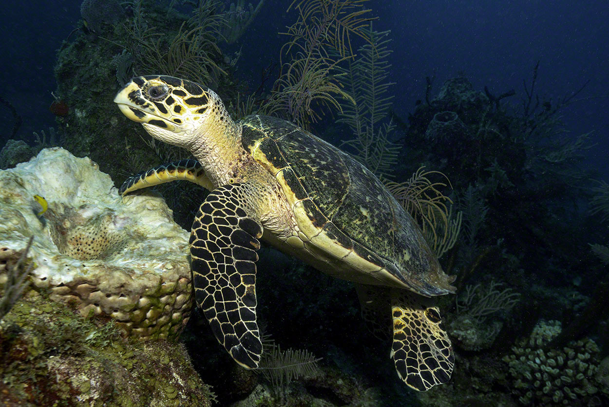 Hawksbill-Turtle-1.jpg